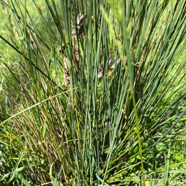 Juncus inflexus List