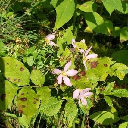 Sabatia angularis Flors