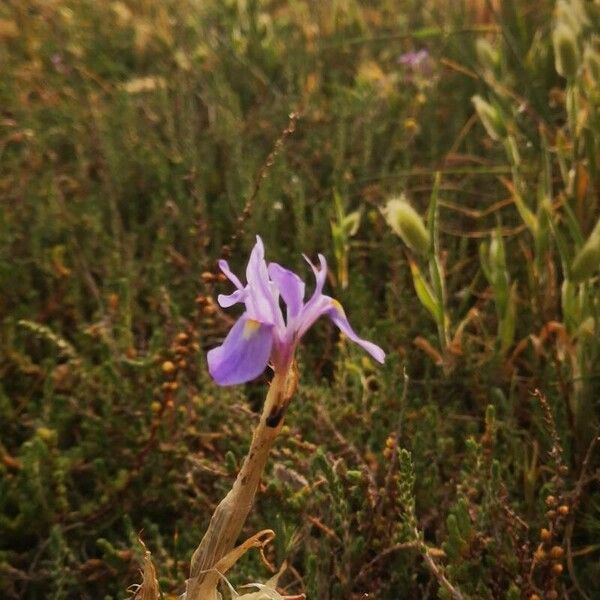 Moraea sisyrinchium Õis