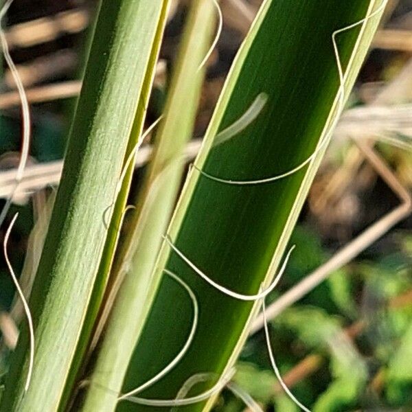 Yucca filamentosa Lehti