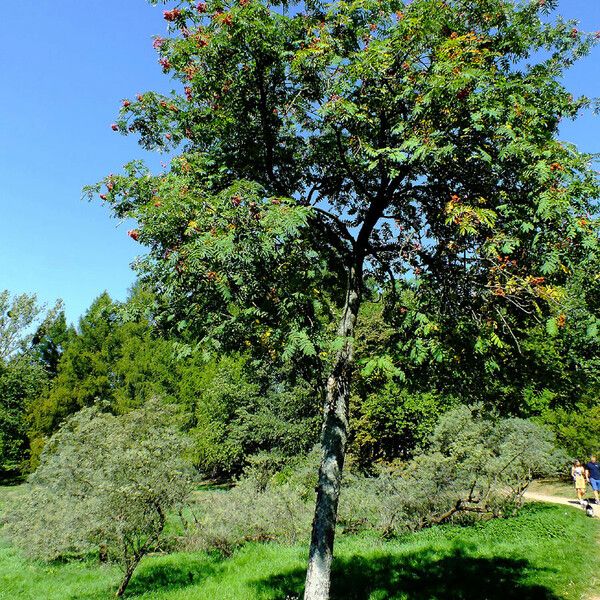 Sorbus aucuparia Характер