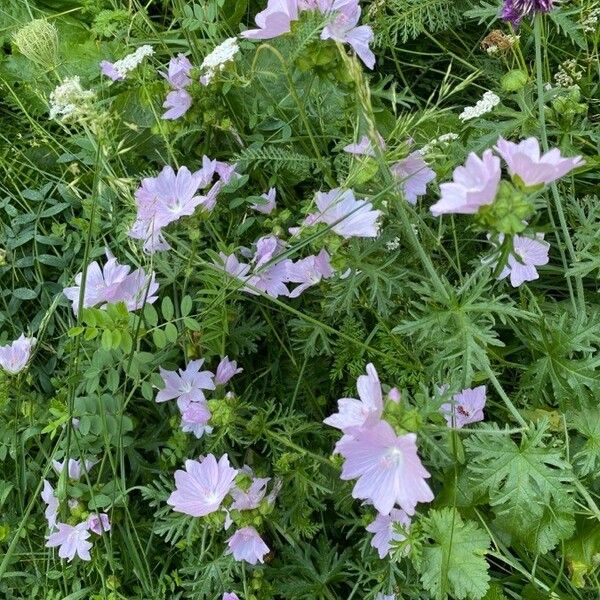 Malva alcea Floro