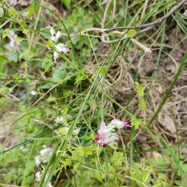 Fumaria capreolata 花