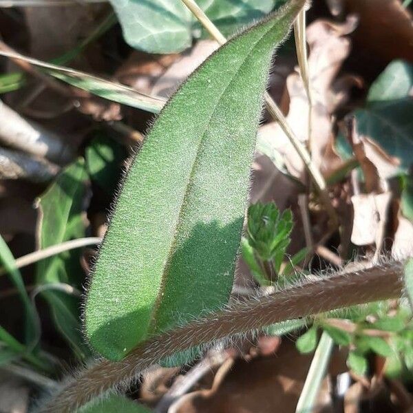 Pulmonaria longifolia Blad