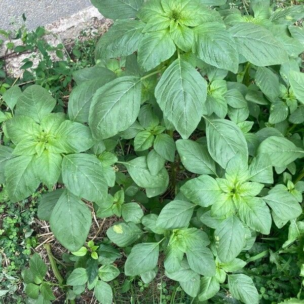 Amaranthus spinosus পাতা