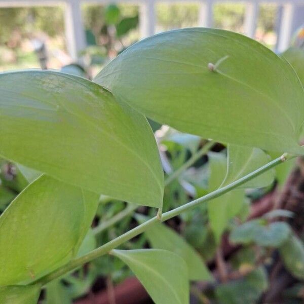 Ruscus hypophyllum Blad