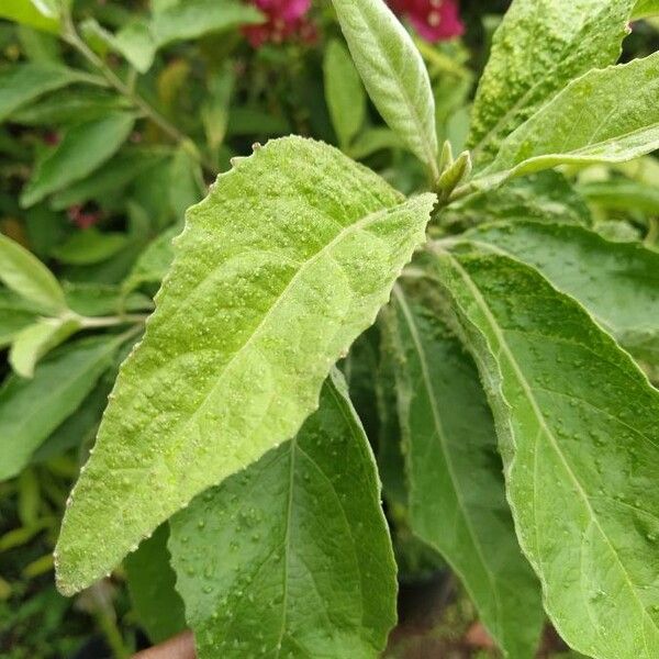 Pluchea carolinensis Leaf