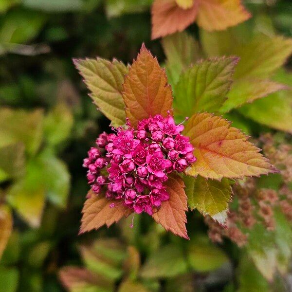 Spiraea japonica Virág