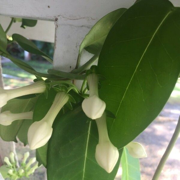 Passiflora laurifolia Flower