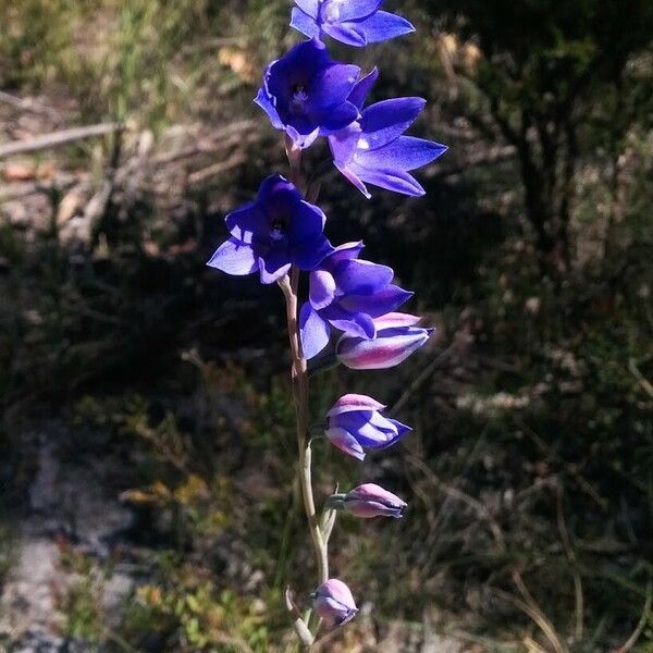 Thelymitra ixioides Fiore