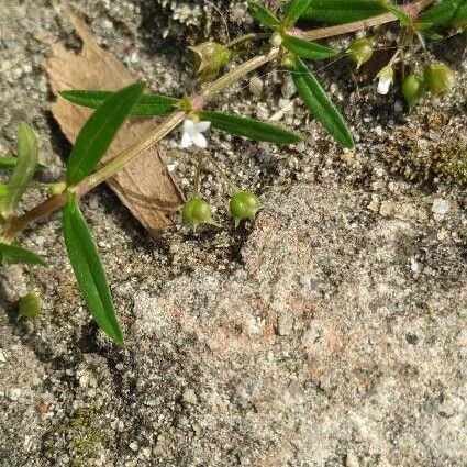 Oldenlandia corymbosa ফুল