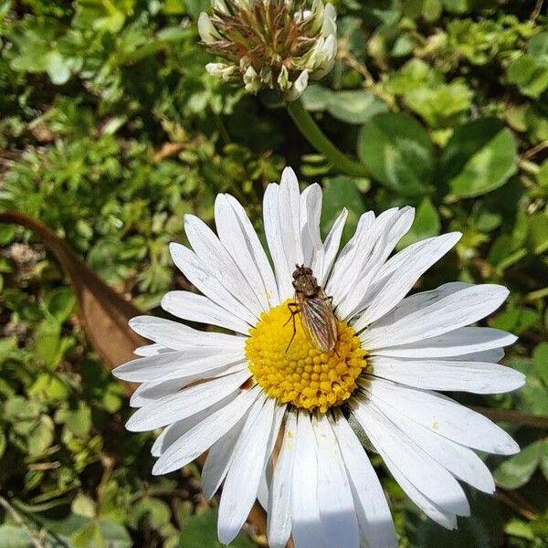 Bellis sylvestris Žiedas