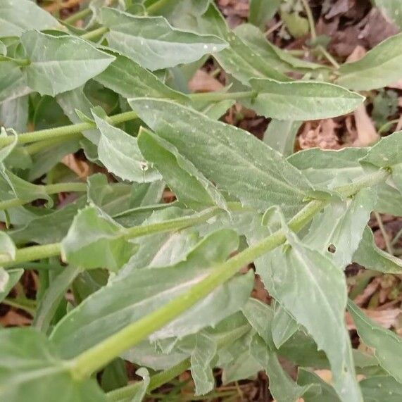 Lepidium draba Leaf