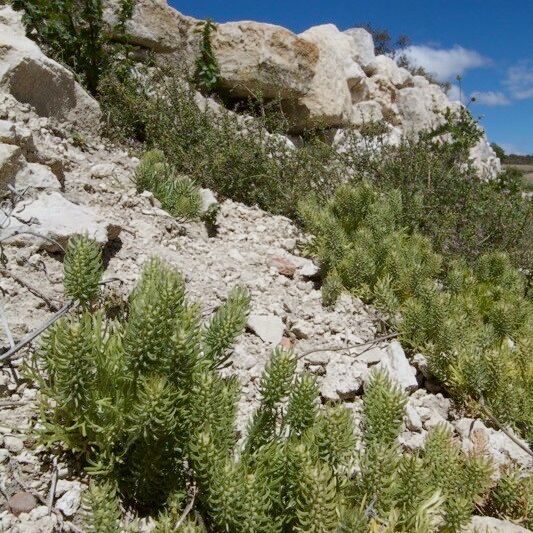 Ranunculus falcatus Habit