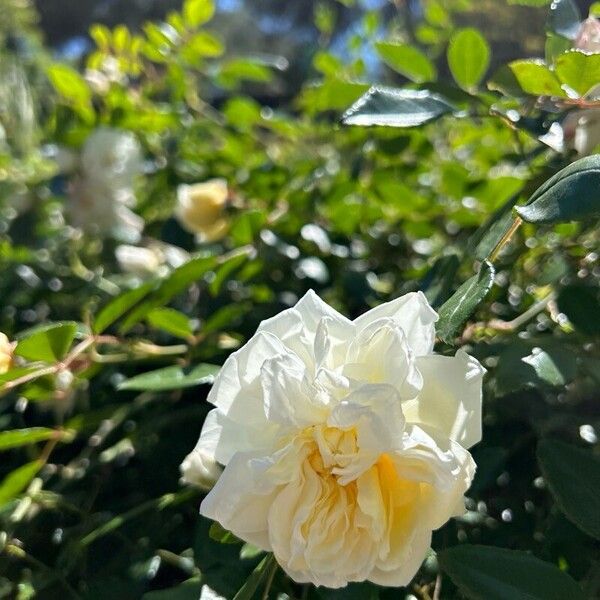 Rosa sempervirens Flors