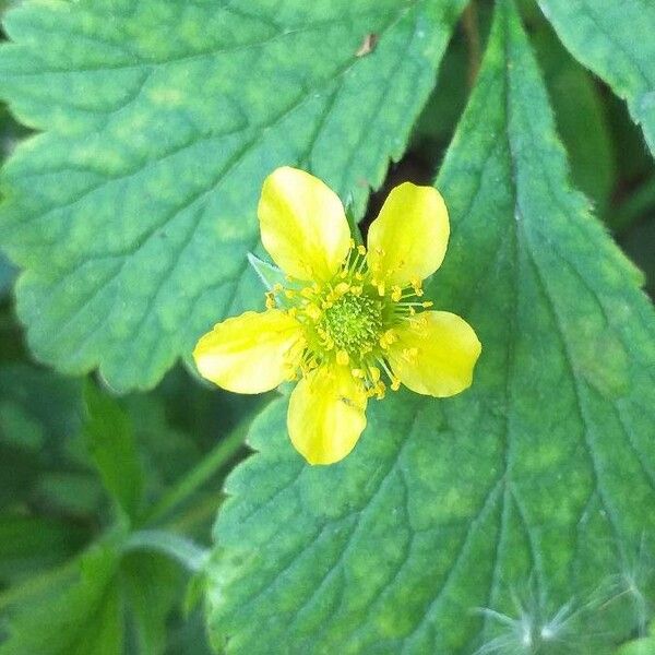 Geum urbanum Flower