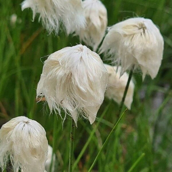 Eriophorum scheuchzeri Fruchs