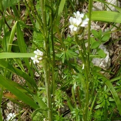 Arabis planisiliqua Habitus