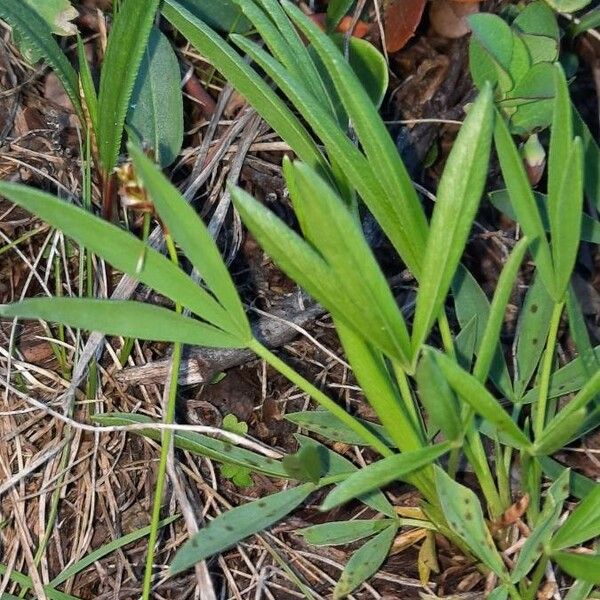 Trifolium alpinum 叶