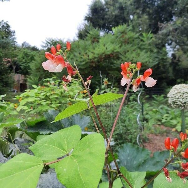 Phaseolus coccineus Flower