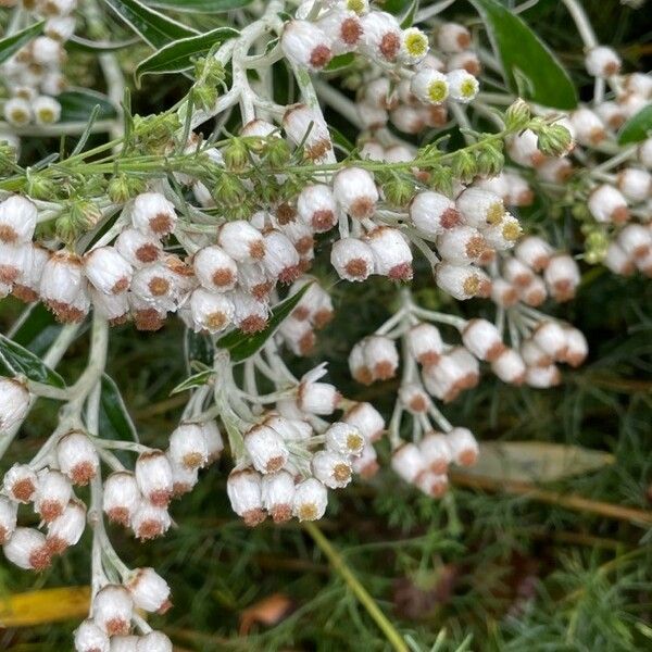 Anaphalis margaritacea Flower