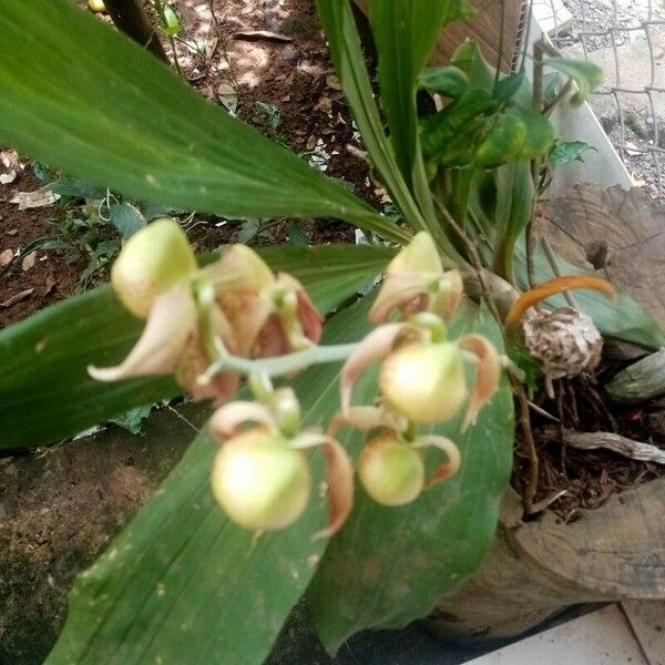 Catasetum maculatum Bloem