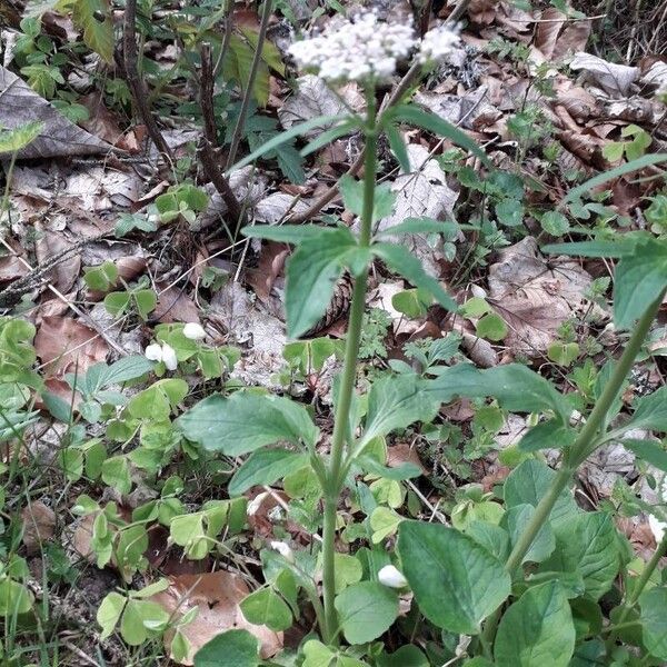 Valeriana tripteris Feuille