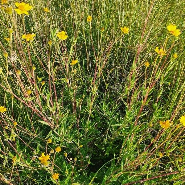 Aspilia mossambicensis Habit