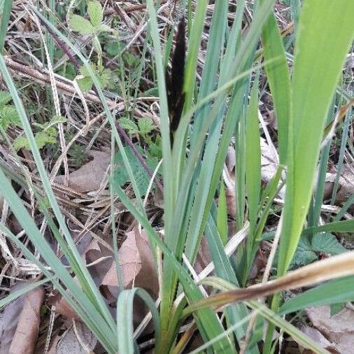 Carex acuta Кара