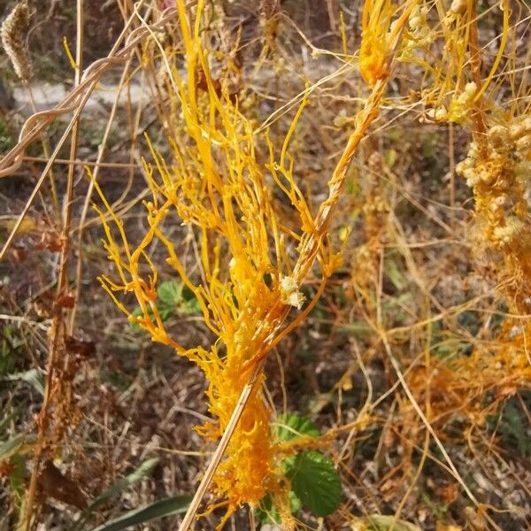 Cuscuta campestris Levél