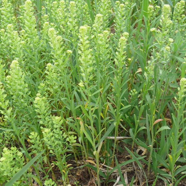 Lepidium densiflorum Kukka