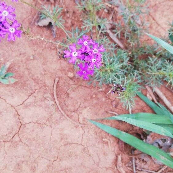 Verbena bipinnatifida Bloem