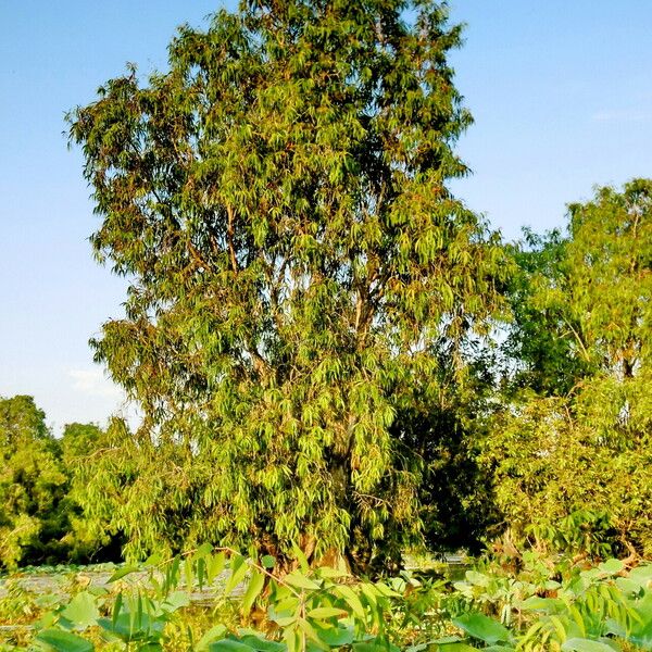 Melaleuca leucadendra Frunză