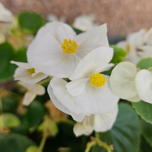 Begonia cucullata Flower