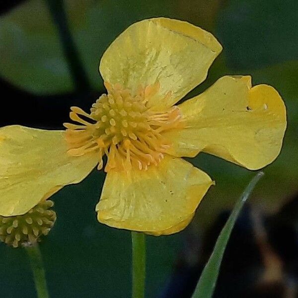 Ranunculus flammula Цветок