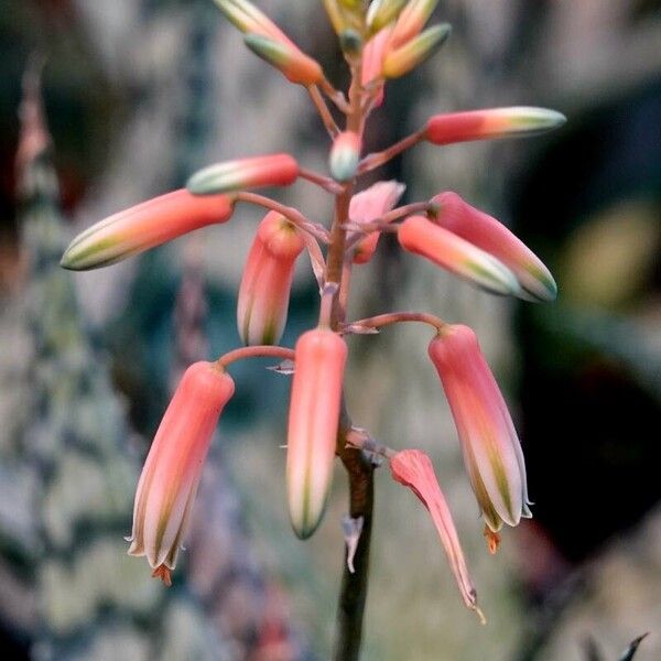 Aloe rauhii Цветок