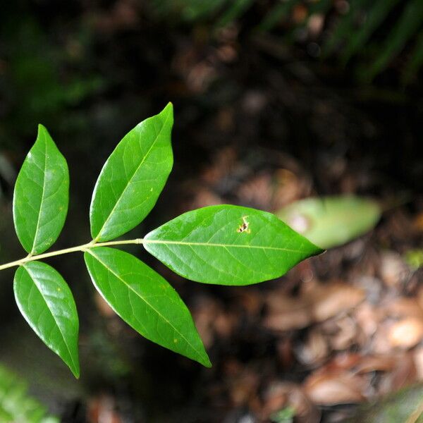 Cnestis polyphylla Folha