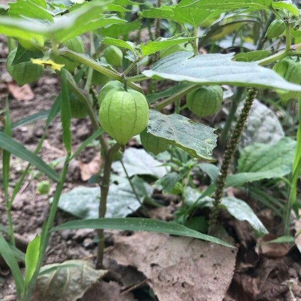 Physalis angulata Плод