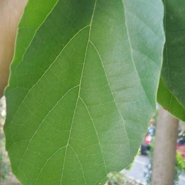 Cordia dichotoma 叶