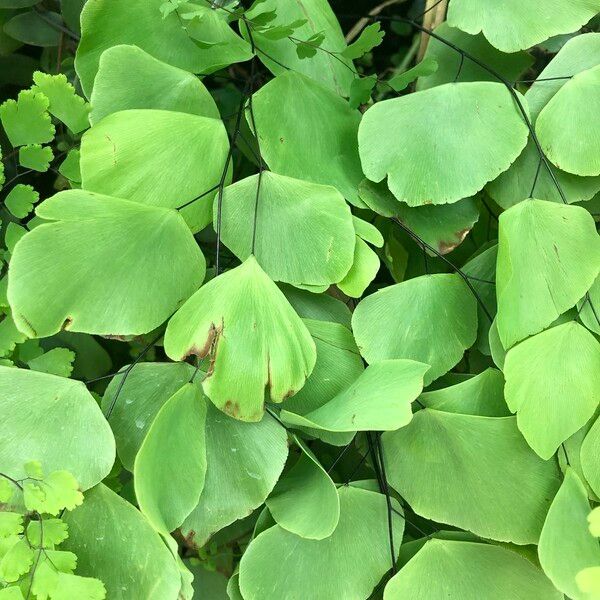 Adiantum peruvianum Leaf