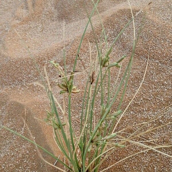 Cyperus conglomeratus Vekstform