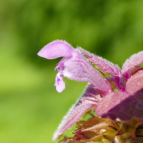 Lamium purpureum 花