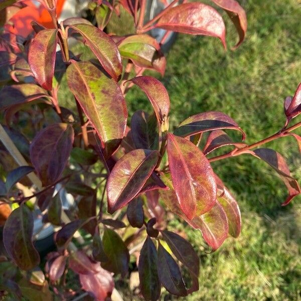 Cornus hongkongensis Foglia