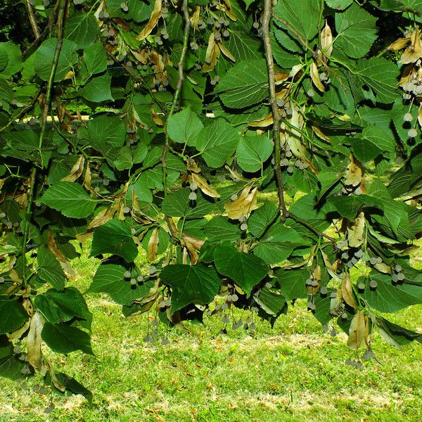 Tilia platyphyllos Leaf