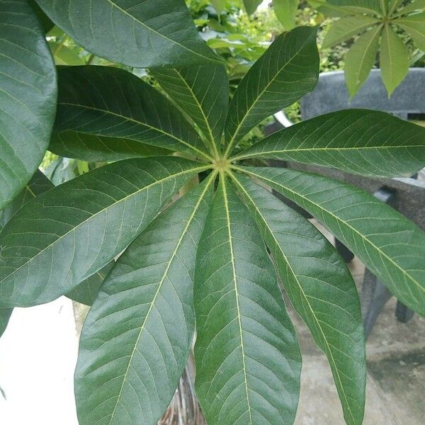 Aesculus chinensis Folha