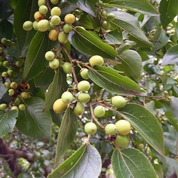 Ziziphus mucronata Fruit