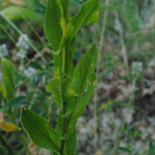 Lepidium draba পাতা