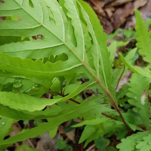 Onoclea sensibilis Листок