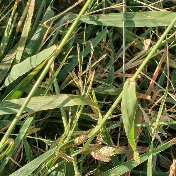 Eragrostis superba Fulla