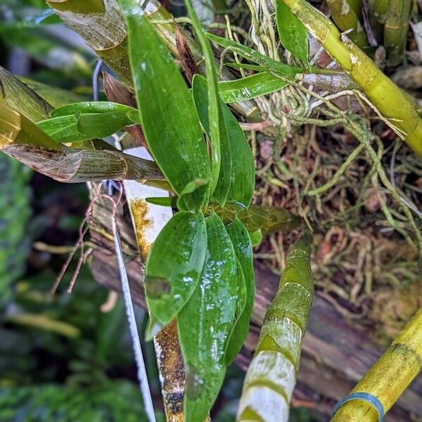 Dendrobium fimbriatum Leaf